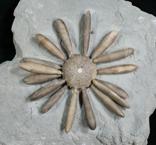 Gymnocidaris Urchin Fossil - Jurassic #5919